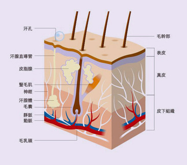 獲得永久脫毛，令人驚訝的(de)無痛和(hé)高(gāo)效，秘密是......